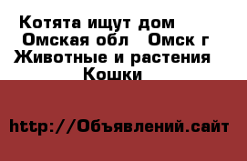 Котята ищут дом!!!!! - Омская обл., Омск г. Животные и растения » Кошки   
